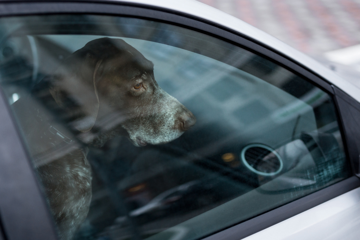 See a Dog In a Hot Car? Florida Law Allows You to Rescue It - Lesser ...