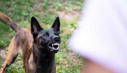 aggressive dog - florida dog bite laws