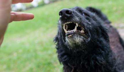 aggressive dog about to bite - statute of limitations article