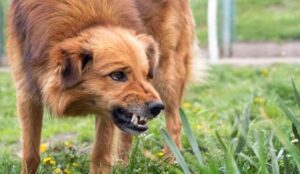 aggressive dog how to report a dog bite in florida
