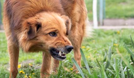 aggressive dog how to report a dog bite in florida