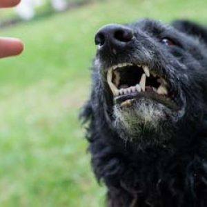 aggressive dog about to bite - statute of limitations article