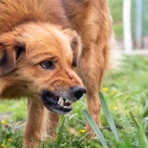 aggressive dog how to report a dog bite in florida